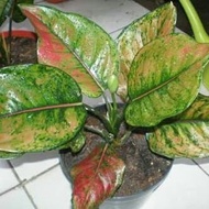 Aglaonema heng heng / aglaonema hengheng