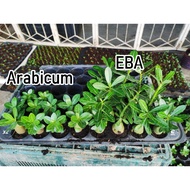 Pokok Kemboja "KHZ Black/EBA/Black Soco"/"KHZ Black/EBA/Black Soco" Adenium Plant/"KHZ Black/EBA/Blk