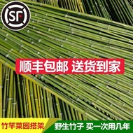 Fence Garden Tomato Cucumber Trellis Bamboo Pole Bean Pole Bamboo Fence Pole Small Bamboo Trellis Fl