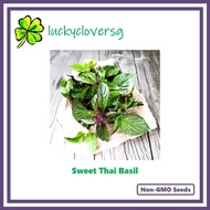 Sweet Thai Basil - *Seeds from SG*