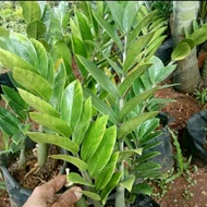 Tanaman zamia hijau dolar zamia