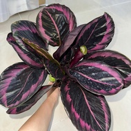 NMS 2 / Calathea Princess Jessie / 红彩虹竹芋 / 150mm Pot Size / Indoor House Plant / Pokok Hiasan