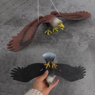Simulation Eagle Model Toy Pinch Barking Bird Animal Toy Golden Eagle Dapeng Decoration Decoration O
