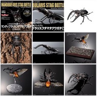 [預訂2026年3月] Bandai 扭旦/ 扭蛋 生物大圖鑑 巨顎叉角鍬形蟲 (黑色) [GOL]THE DIVERSITY OF LIFE ON EARTH PREMIUM HEXARTHRIUS