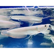 Arwana Silver Red Arwana Silver Brazil Serat Merah Ukuran 17-18 Full Garansi Pengiriman