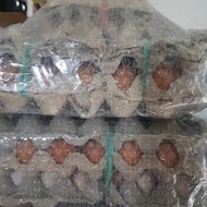 Chicken Eggs Chicken Egg/ One Tray Contains 30 HT Eggs