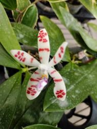 Phal. sumatrana 稀有原種開花株 !