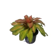 BROMELIAD PLANT : ORANGE GLOW