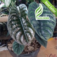 Tanaman Hias Keladi Tengkorak Alocasia Cuprea Daun Kuping Gajah Hitam