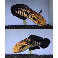 ready maru yellow sentarum/maru chana ys bunga progres 13-25cm