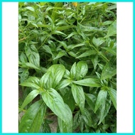 ◴ ◐ Serpentina Herbal Plant Seeds (100 seeds)