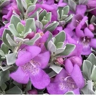 Pokok Texas Sage / tahan panas