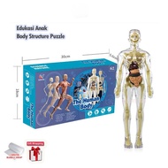 HUMAN BODY ANATOMY MODEL - MAINAN DOKTER - MAINAN TENGKORAK - HUMAN ORGANS - Mainan edukasi kedokter