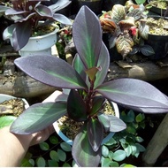 tanaman hias teplan black paperomia hitam tanaman jade plant hitam