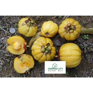 GNC - Garcinia Atroviridis Fruit Tree Anak Pokok Buah Asam Gelugor 酸果皮