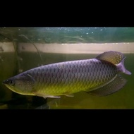 Jual Ikan Arwana Jardini Black Pearl 41-43cm Murah