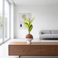 苔球植物 瑪莉安黛粉葉咖啡苔球加磨砂高腳缽 苔球 苔玉 禮物