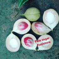 Fresh Nutmeg | Fresh - For Insomnia Medicine - Pain Relief - Young Nutmeg