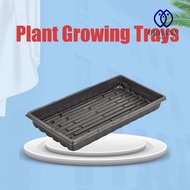 GIOVANNI 10Pcs Seed Propagation Tray, Durable No Holes Plant Growing Trays, Sprout Hydroponic Systems 550x285x60mm Plastic Reusable Nursery Potted Seedling Trays Garden Supplies