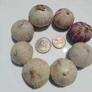 Bawang putih tunggal jantan Lanang solo single garlic