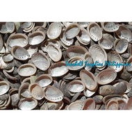 250 Grams Abalone Short Sea Shells for Resin Fillers, Arts & Crafts Use