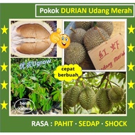 Anak Pokok Durian Udang Merah D175 红虾榴莲苗 Saping Durian D175 Red Prawn Hong Har （West Malaysia Only）