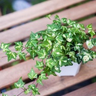 撒金常春藤 | 室內植栽 | 居家佈置 | 辦公室盆栽
