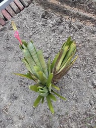 積水鳳梨 Aechmea pineliana