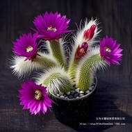 New Product Flowering Nine-Tailed Fox Succulents Cactus Monkey Tail Pillar Soft Hairy Long-Haired Ta