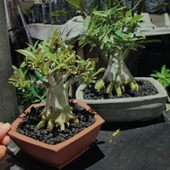 new adenium percabangan bonsai
