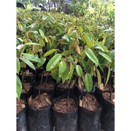 POKOK DURIAN D99 HYBRID