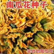 Sg Specialty Pumpkin Flower Seed Pumpkin Tender Sharp Tender Pumpkin Pumpkin Seed Pumpkin Vine Seed 