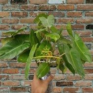 Tanaman Hias Philodendron Burle Marx Rimbun