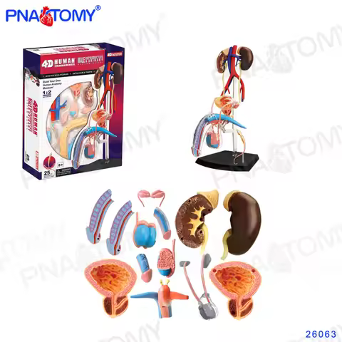 4D MASTER 26063 Male Genital Organs Model Reproductive System Anatomy Model Educational Equipment Me