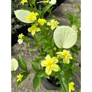 【TW668】 Dwarf Mussaenda yellow outdoor live plant | pokok bunga kuning tahan panas黃萼花｜玉叶金花