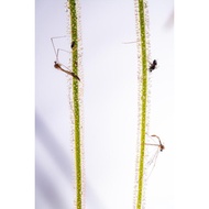 [Bunface Potato Carnivorous Plants] Drosera Tracyi- Sundews