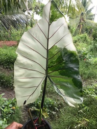 บอนกระดาด ก้านดำด่าง Alocasia Macrorrhizos Black Stem Variegated