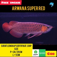 ikan arwana super red chili, predator air tawar merah kualitas grade A