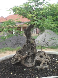 bonsai asem jawa