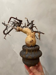 白皮橄欖 非象牙宮 象足漆樹 不連盆