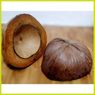 ◪ ▨ ۞ ╳ Bunot coconut husk for school bunot good quality coconut husk bunot 1pc bunot floor polishe