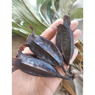 Keladi murai, belimbing tanah, belimbing bukit, janggut adam, janggut baung/ Tacca integrifolia