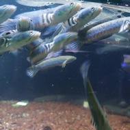ikan hias/canna/gabus hias/chana blue fulcra 8-9cm