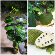 Pokok durian belanda