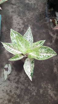 Aglaonema Legacy White