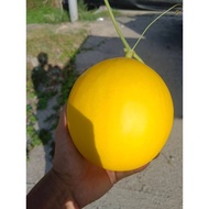 BUAH FRESH GOLDEN MELON 1 pcs