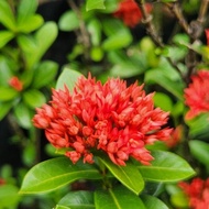 Red Ixora rose real live plant / pokok ixora rose