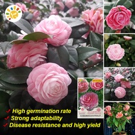 เมล็ดพันธุ์ คามิเลีย คละสี Camellia Seeds - การันตีอัตรางอก Pink Camellia Flower Seeds for Planting 