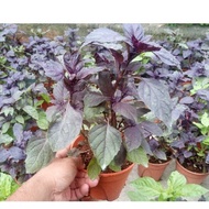 Anak Pokok Herba Selasih Merah Manis Red Basil Herb Potted Plant Genovese Red Sweet Basil Pokok Hiasan Pokok Bunga Hidup