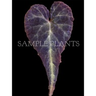 【HIDINGNATURE】 Begonia kayinensis（Ultra Rare）